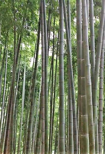bambus 1